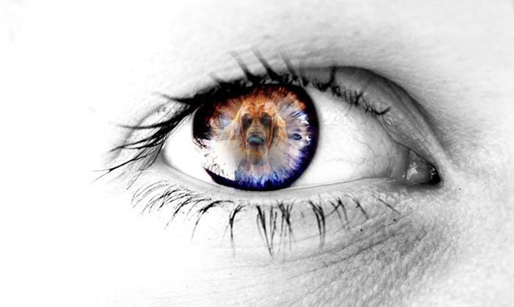 Eye of the Hound Collection