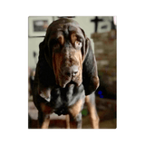 Bonnie Hound Canvas Wraps - The Bloodhound Shop