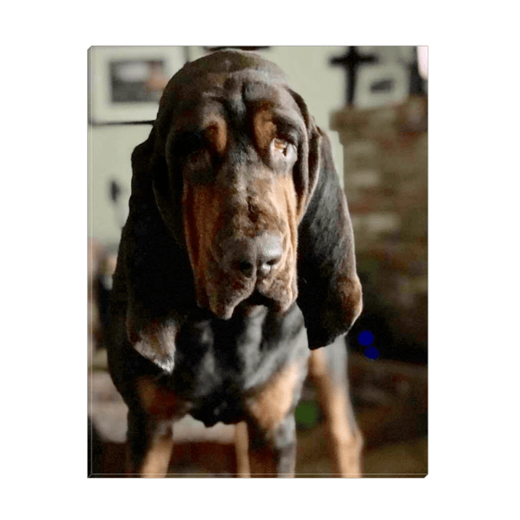 Bonnie Hound Canvas Wraps - The Bloodhound Shop