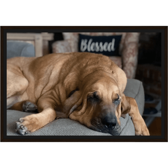 Molly Hound Framed Canvas - The Bloodhound Shop