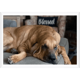 Molly Hound Framed Canvas - The Bloodhound Shop