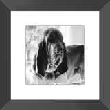 Texas Hound Framed Prints - The Bloodhound Shop