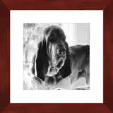 Texas Hound Framed Prints - The Bloodhound Shop