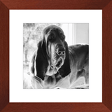 Texas Hound Framed Prints - The Bloodhound Shop