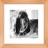 Texas Hound Framed Prints - The Bloodhound Shop