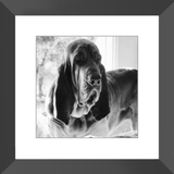 Texas Hound Framed Prints - The Bloodhound Shop