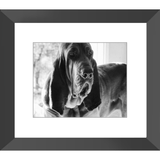 Texas Hound Framed Prints - The Bloodhound Shop