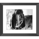 Texas Hound Framed Prints - The Bloodhound Shop