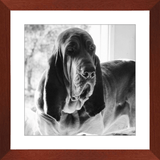 Texas Hound Framed Prints - The Bloodhound Shop