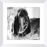 Texas Hound Framed Prints - The Bloodhound Shop