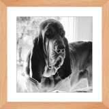 Texas Hound Framed Prints - The Bloodhound Shop