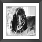 Texas Hound Framed Prints - The Bloodhound Shop