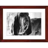 Texas Hound Framed Prints - The Bloodhound Shop