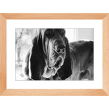 Texas Hound Framed Prints - The Bloodhound Shop