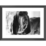 Texas Hound Framed Prints - The Bloodhound Shop