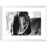 Texas Hound Framed Prints - The Bloodhound Shop