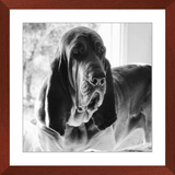Texas Hound Framed Prints - The Bloodhound Shop