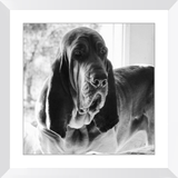 Texas Hound Framed Prints - The Bloodhound Shop