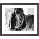 Texas Hound Framed Prints - The Bloodhound Shop