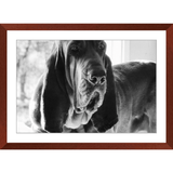 Texas Hound Framed Prints - The Bloodhound Shop