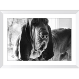 Texas Hound Framed Prints - The Bloodhound Shop