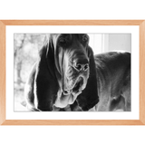 Texas Hound Framed Prints - The Bloodhound Shop